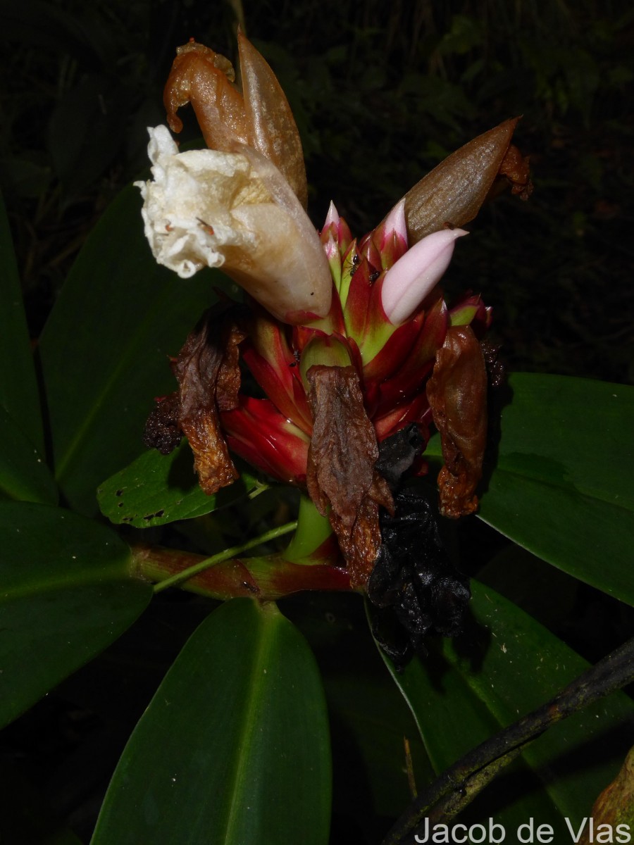 Hellenia speciosa (J.Koenig) S.R.Dutta